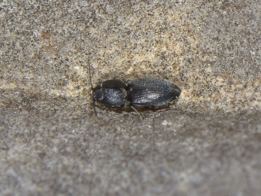 Mini Elateridae?